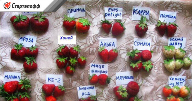 Выращивание клубники в теплице круглый год бизнес план